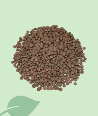 Llentia Pardina Seca 100g / 1kg | Qualitat Tradicional Més Fina