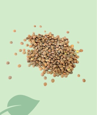 Llentia de Salamanca Seca 100g / 1kg | Qualitat Castellana Gran