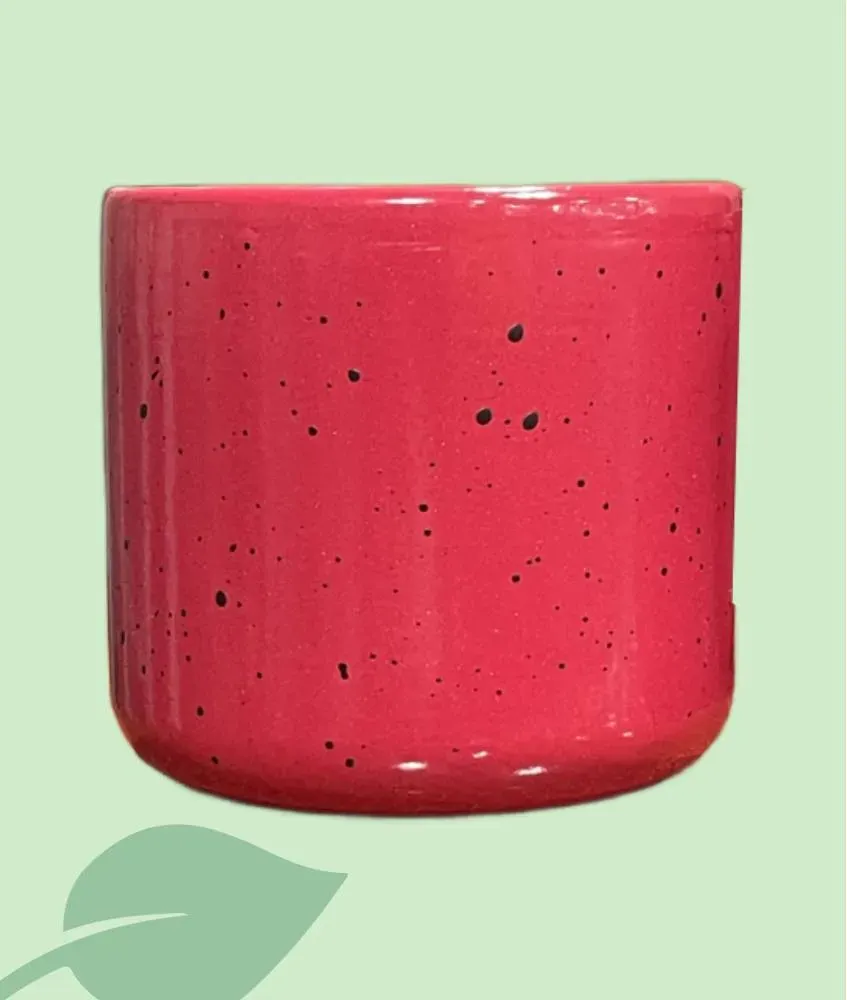 Test Laura Mini 7,5 cm – test petit per a suculentes