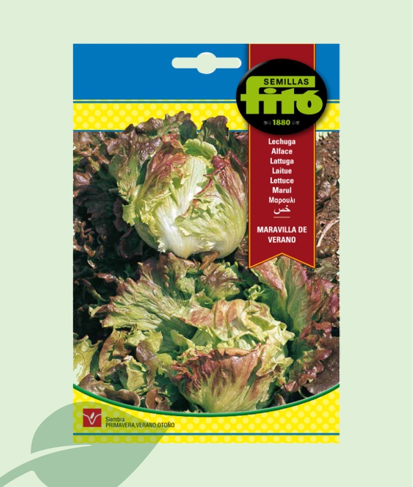 Semillas Lechuga Maravilla de Verano Fitó 6g | Meravella d'Estiu