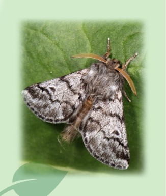 Trampa procesionaria ProboDelt