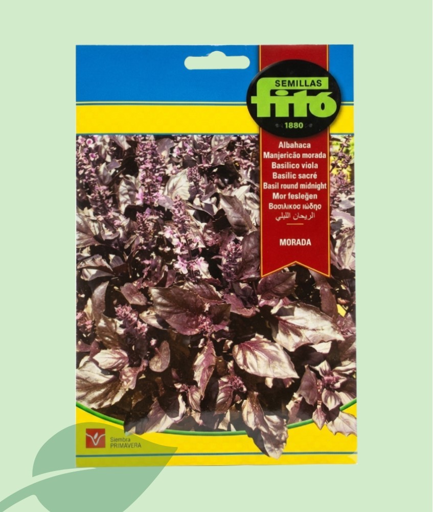 Semillas Albahaca Morada Fitó 4g | Planta Aromática y Ornamental