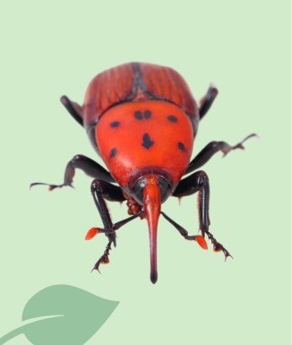 Feromona + Kairomona Morrut Palmera Probodelt | Atractiu Picudo