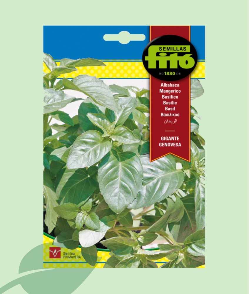 Semillas Albahaca Gigante Genovesa Fitó (3g) | Tipo Pesto