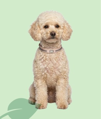 Rogz Luna Ivory HB500 - Collar per a Gossos | XS-S-M