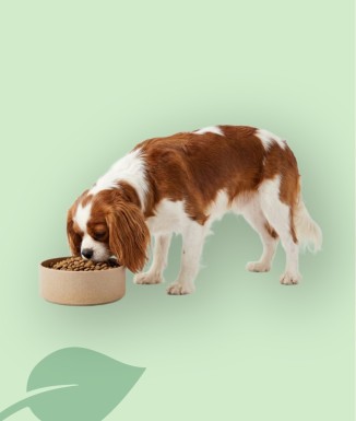 XT-DOG Comedero con Bambú Antideslizante para Perros