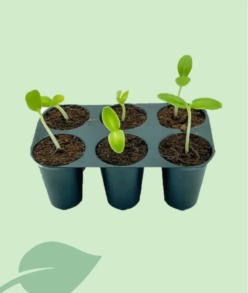 Tacos de Plantació Hortisfera – blocs per germinació i cultiu