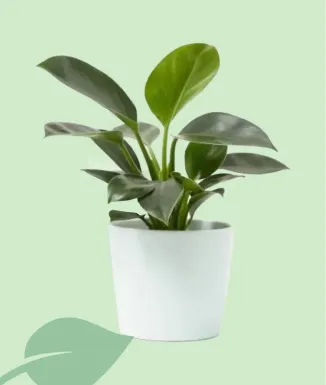 Maceta Olimpia 19 cm blanco / antracita – sin plato