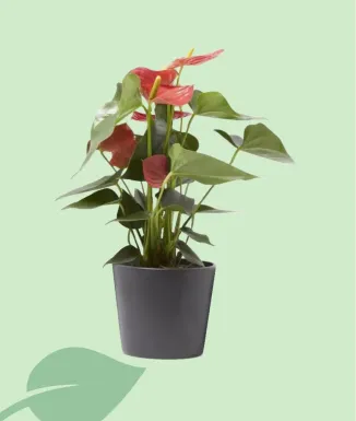 Maceta Olimpia 19 cm blanco / antracita – sin plato