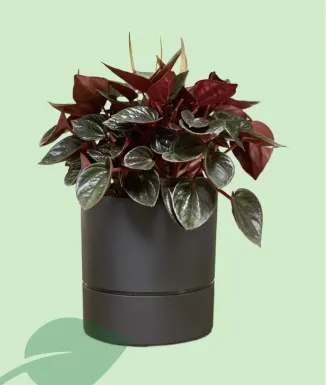 Maceta Aquaduo Reserva Antracita – Maceta con reserva de agua