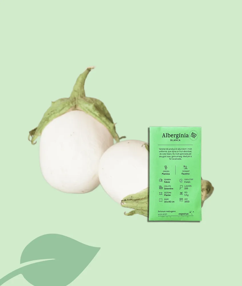 Llavors Albergínia Blanca | L’era