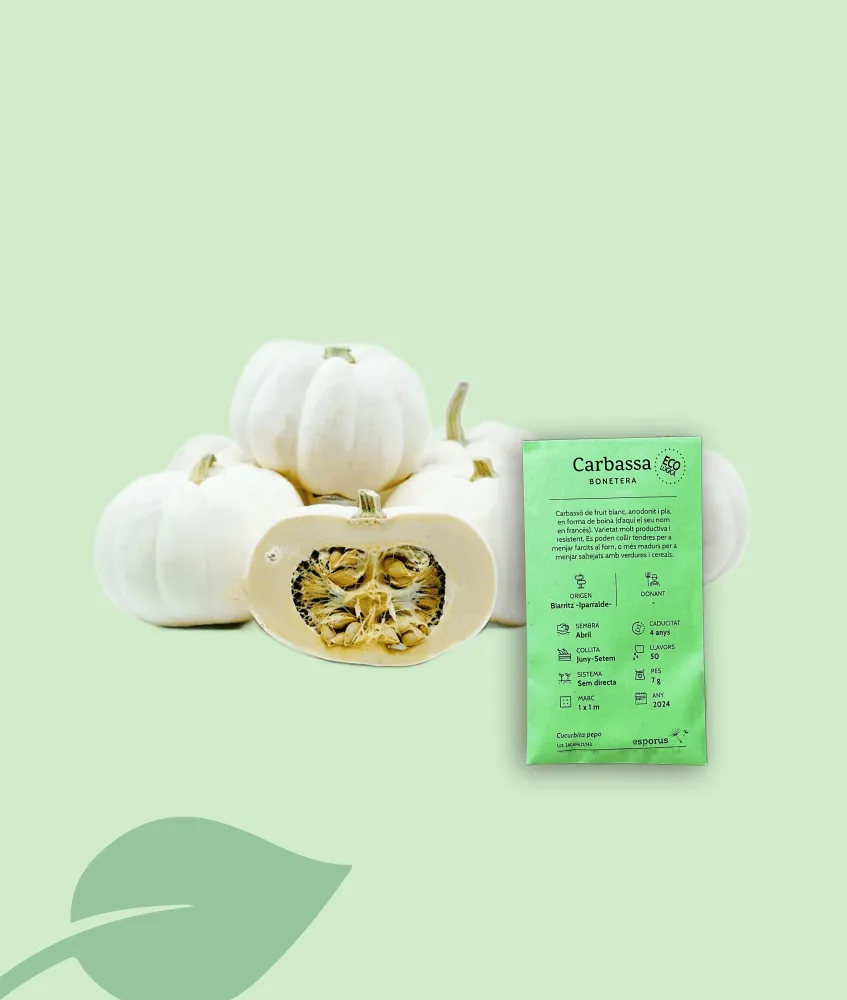 Semillas ecológicas de calabaza bonetera – variedad local