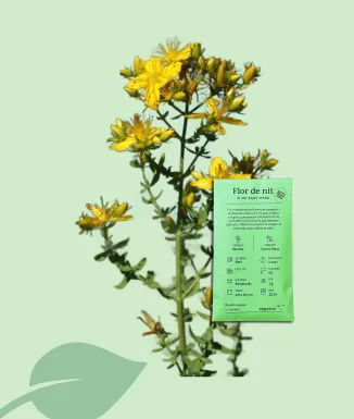 Llavors de Flor de Nit – planta ornamental de floració nocturna