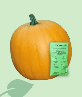Llavor ecològica carbassa gegant Guintale 30 g