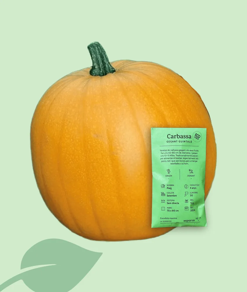 Semillas ecológicas carbassa gigante Guintale 30 g