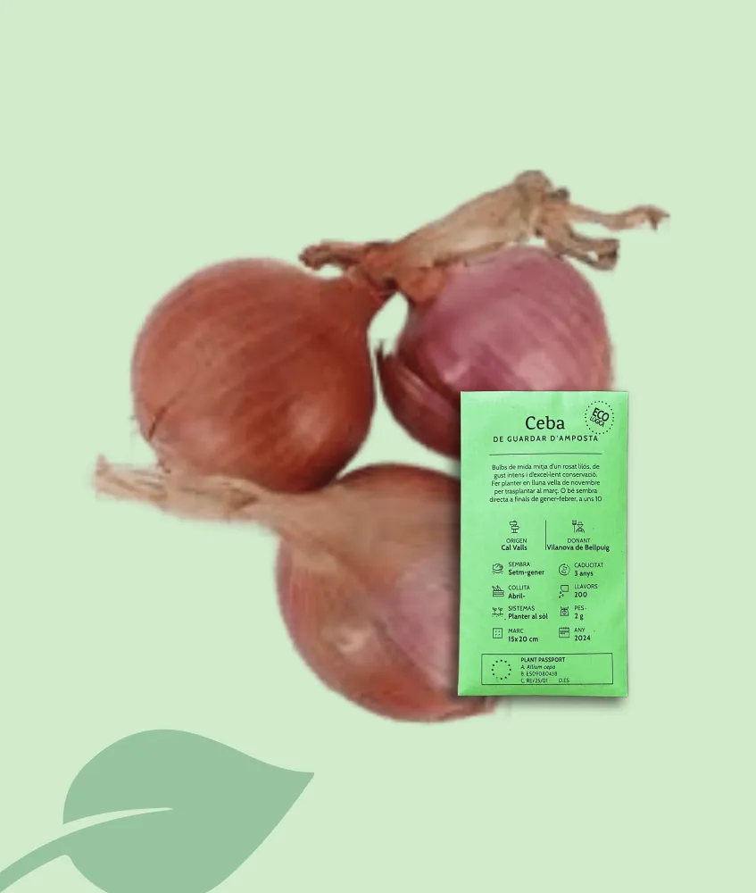 Llavors ecològiques de Ceba d’Amposta – varietat local