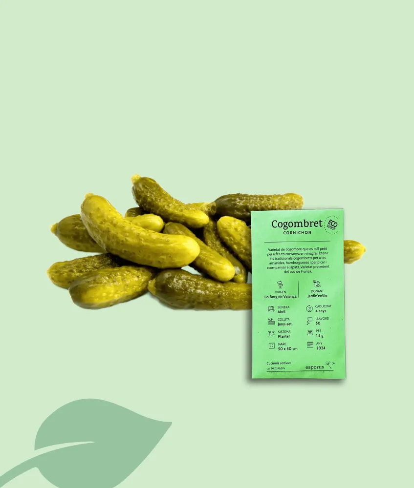 Semillas ecológicas de cogombret cornichon locales