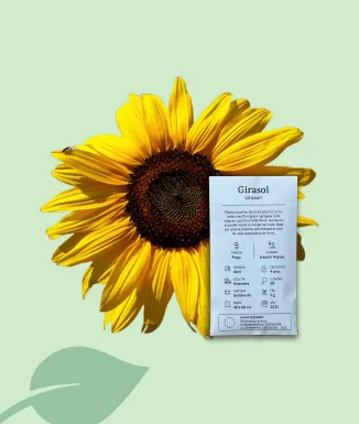 Llavors de Gira-sol Gegant Ecològiques – Varietat Local