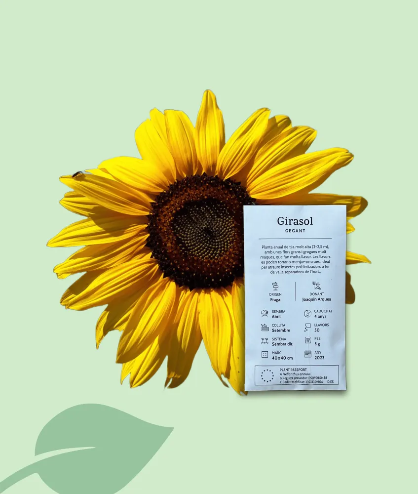 Llavors de Gira-sol Gegant Ecològiques – Varietat Local