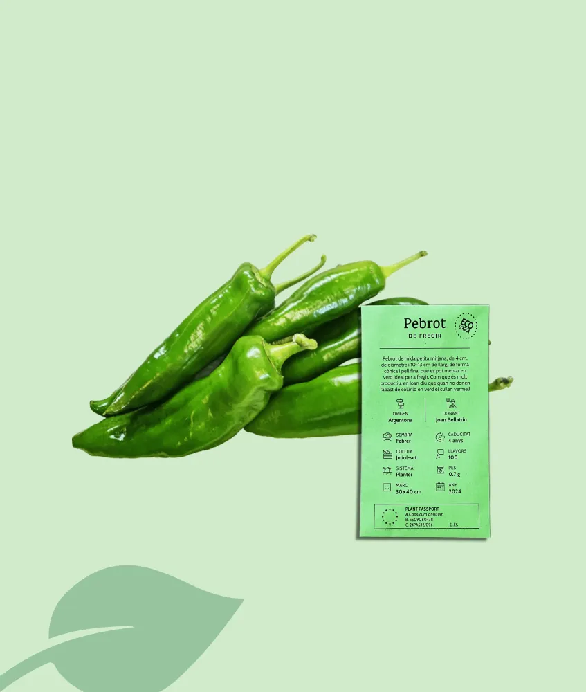 Semillas de Pimiento para Freír – Variedad Local