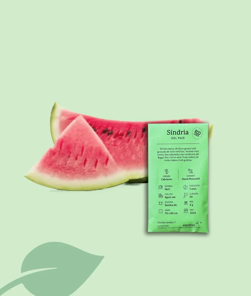 Semillas de Sandía del País – Semillas Locales Ecológicas