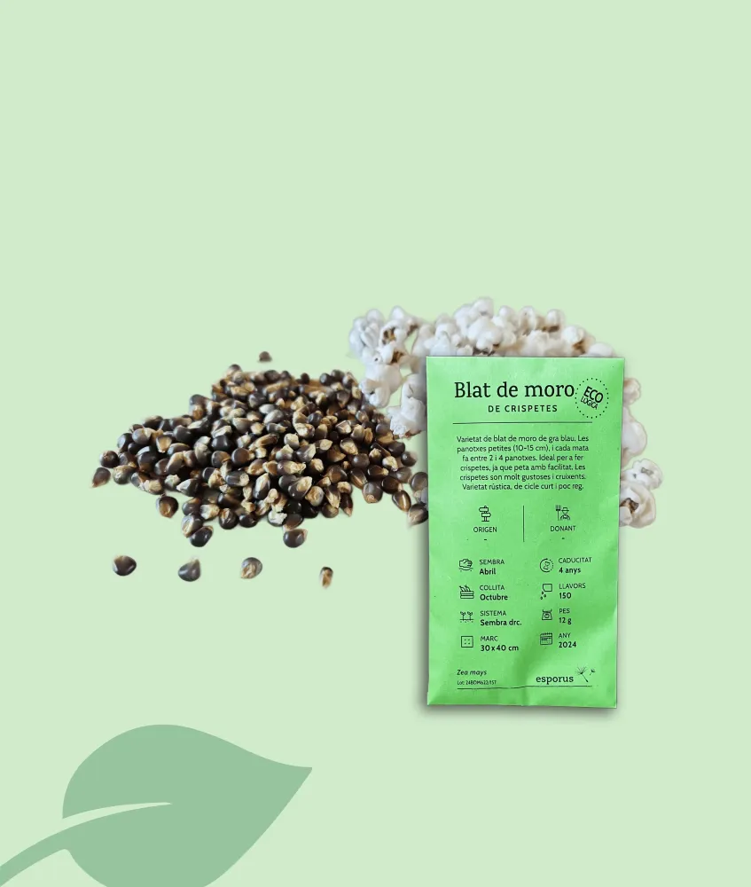 Semillas de maíz azul para palomitas – local y ecológico