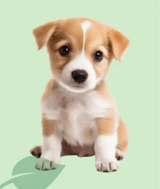 Exclusion Puppy Pollastre Medium 3 kg – pinso cadells mitjans