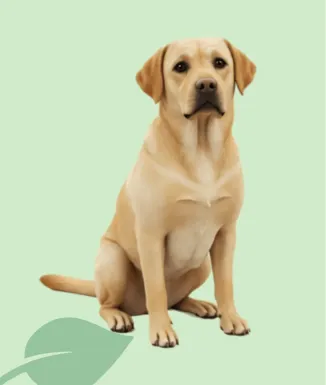 Exclusion Light Pollo 12 kg – Pienso Light para Perros Medianos/Grandes