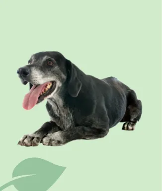 Exclusion Mature Adult Medium 12 kg – pinso senior gossos