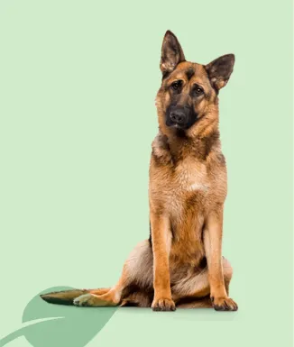 Exclusion Lamb Adult – pinso de corder per a gossos (3 kg / 12 kg)