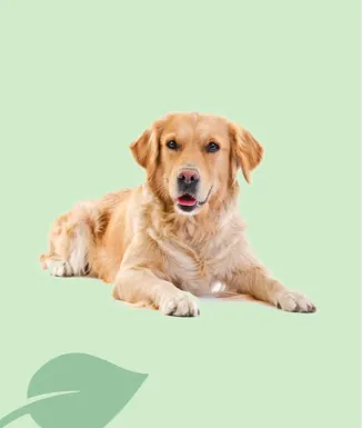 Exclusion Adult Beef pienso premium para perros adultos 3 kg 12 kg