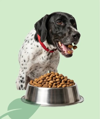Galitó Performing Pienso para Perros Adultos Activos 18 kg