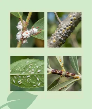 Control eficaç de cotxinilles en plantes Sipcam Muligan és un insecticida concentrat formulat amb piriproxifen 10 %, una substàn