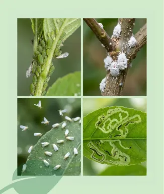 Sipcam Epinsel Insecticida Sistémico Plantas 100 ml