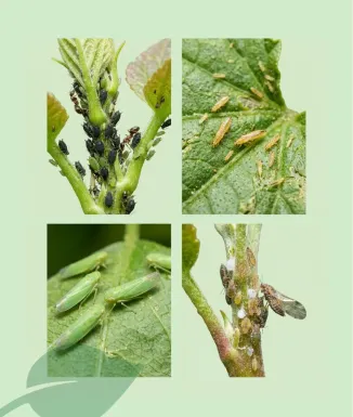 Sipcam Swan Insecticida Tau-Fluvalinat 8 ml