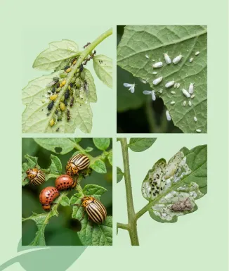 Nathrin 5 SC Insecticida Natural Piretrines 10 ml