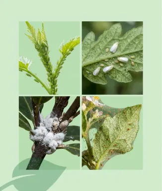 Sabó Potàssic Sipcam Relevant-Oil 500 ml Insecticida Natural per a Plantes