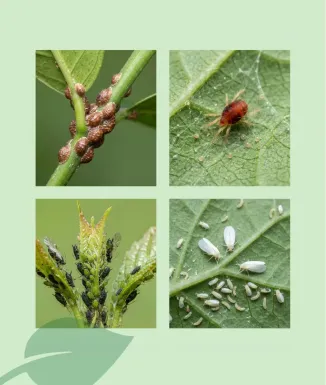 Sipcam Citrol-ina Aceite Insecticida 500 ml para Plantas