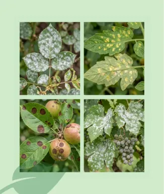 Protección eficaz contra hongos en plantas Domark Evo de Sipcam es un fungicida sistémico diseñado para controlar enfermedades f