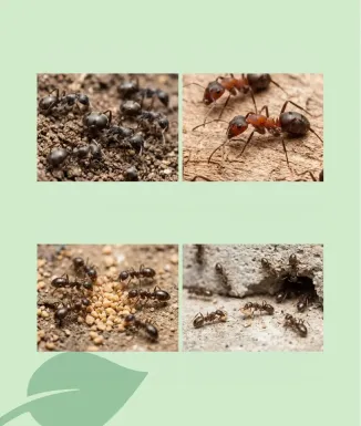 Sipcam Anti‑Formigues 500 g – Insecticida Granulado para Hormigas