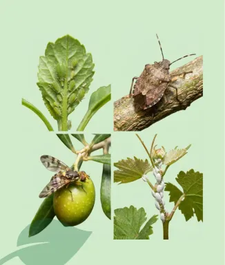 Sipcam Record 250 ml Insecticida Concentrat Deltametrina