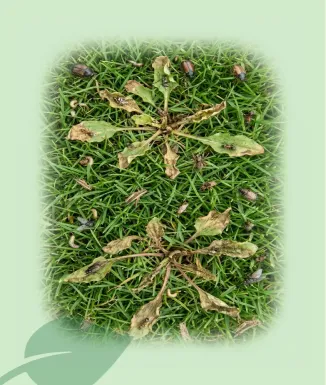 Herbicida Gespa Fluroxipir 20% Nitide 250 ml