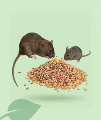 Sipcam Raticida Cereal Mix 150 g per Rates i Ratolins