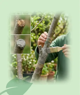 Fitobalsam Massilla Empelts 200 g 500 g Cicatritzant Plantes