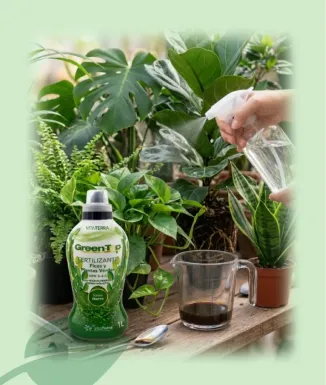 Green Top Adob Plantes Verdes 1 L Ficus Fertilitzant