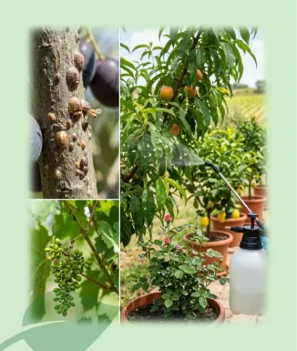 Descamer Anti Cochinilla 100 ml Sipcam Insecticida