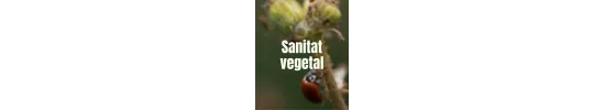 Sanidad vegetal