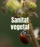 Sanitat vegetal