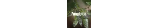 Fungicida