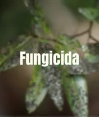 Fungicida